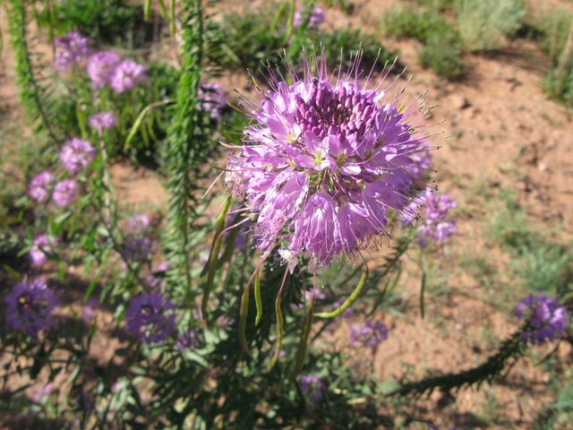 Bee Plant (Waa') is common in Navajo country in the summer. 